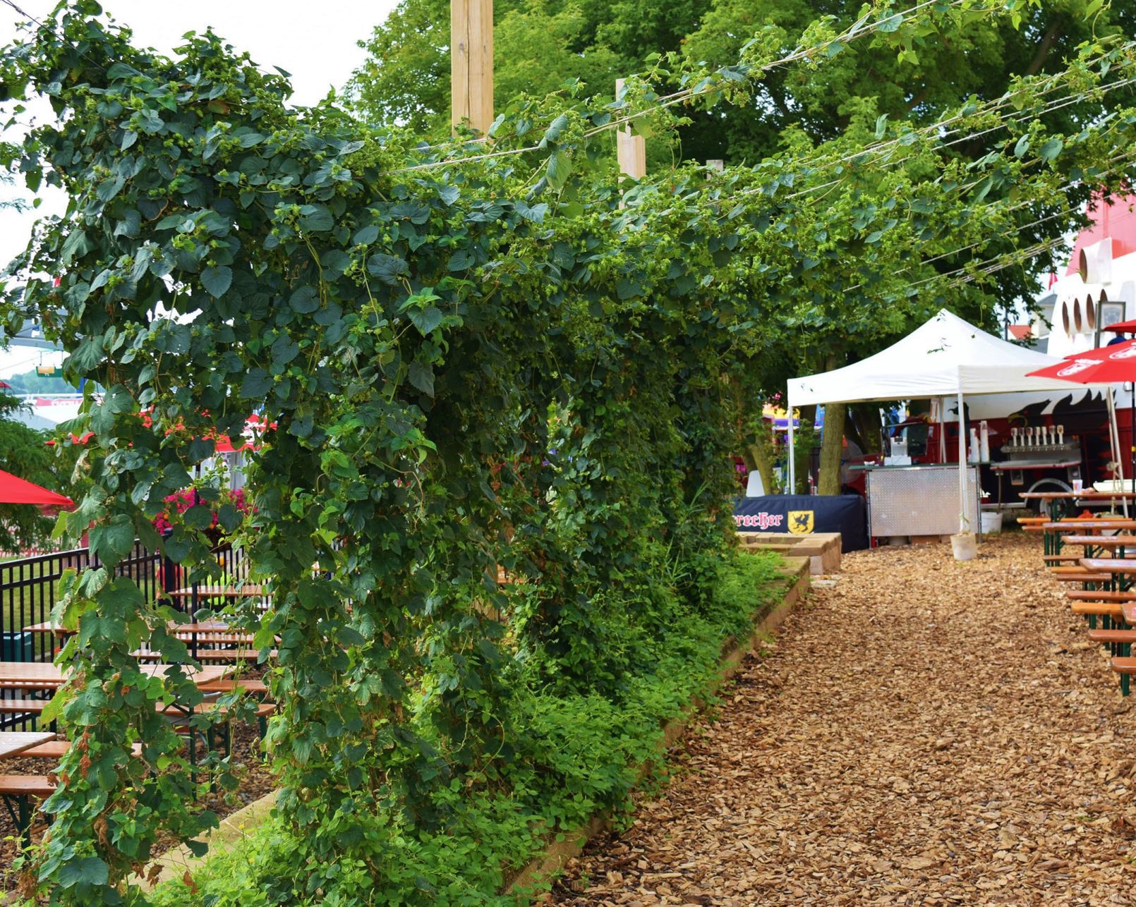 Hops pergola